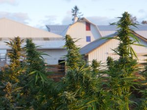 Photo Credit: Hifi Farms